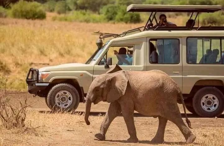 Safari Game Drive